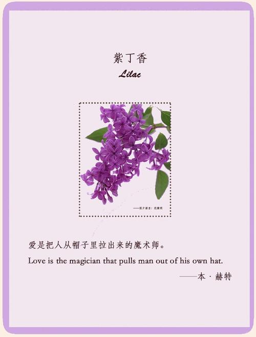 丁香花花语与寓意:纯洁与初恋的象征 丁香花花语与寓意:纯洁与初恋的象征