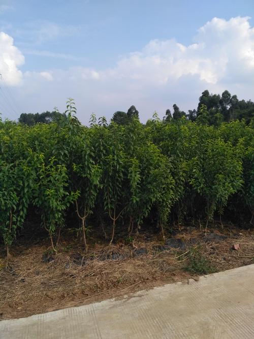 规格是决定价格的第一要素：地径越大，价格越高