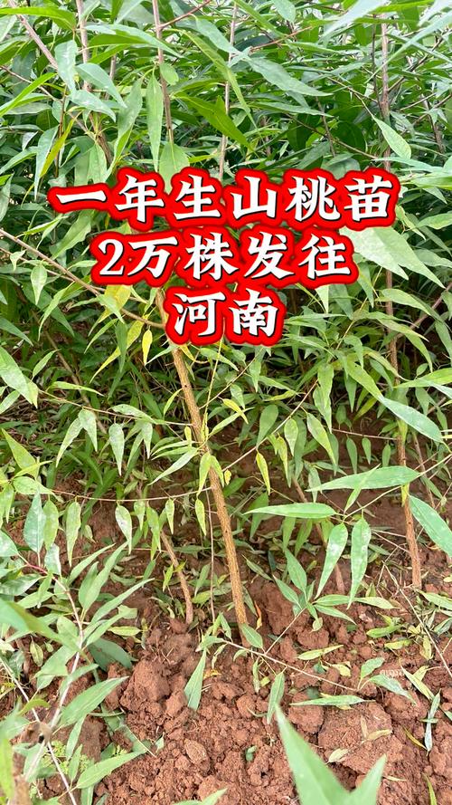季节波动规律：春季最贵，秋季最划算