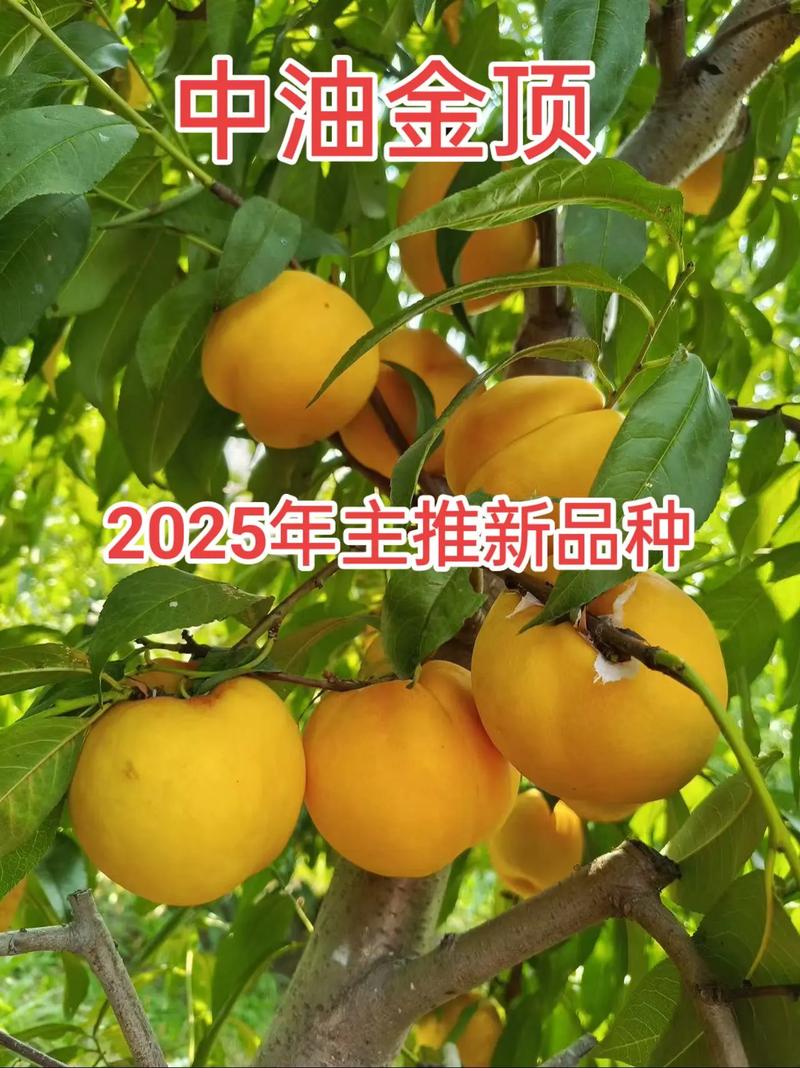 运输方式与成本：自提最省，快递易损