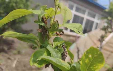 李子树叶片突然萎蔫的快速诊断与急救处理指南