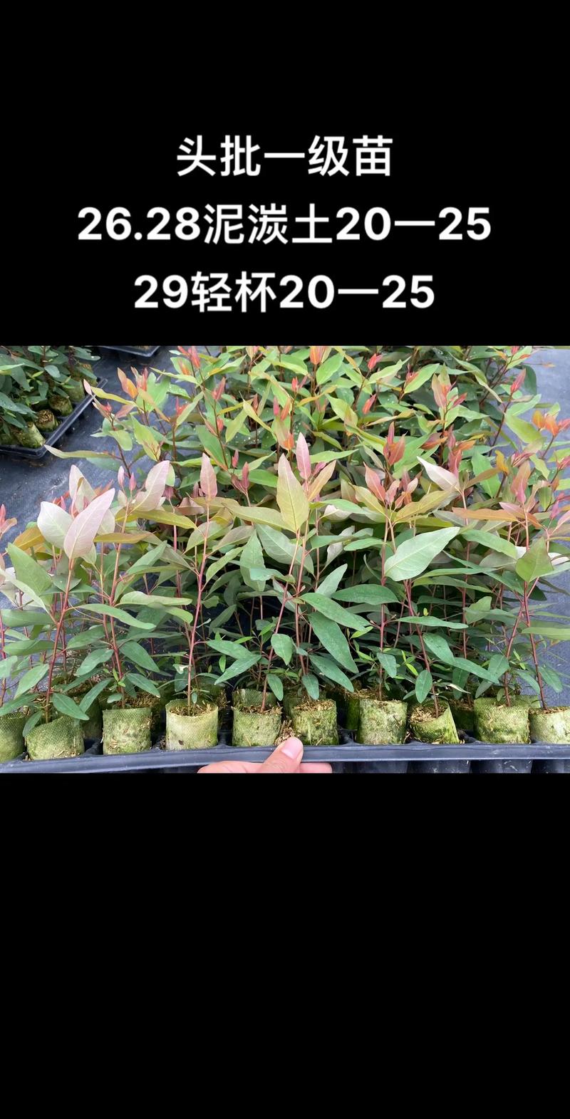 桉树苗多少钱一亩?2024年最新价格参考与影响因素全解析 产地:区域价格差异显著