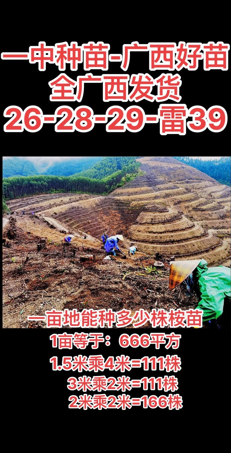 桉树苗多少钱一亩?2024年最新价格参考与影响因素全解析 不同规格桉树苗一亩成本估算表