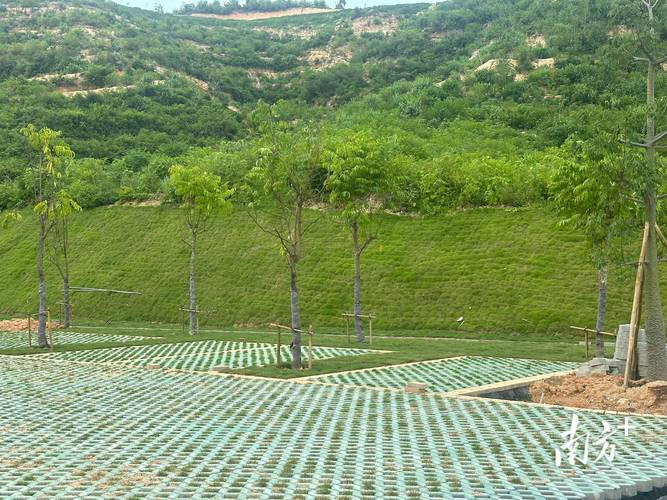 公路两旁栽什么树苗好?选对树种,绿化与安全双赢 二、注重根系稳定,保障行车安全