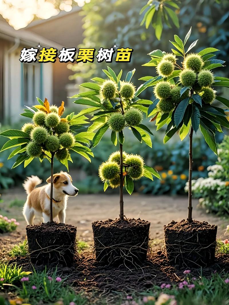公路两旁栽什么树苗好?选对树种,绿化与安全双赢 总结