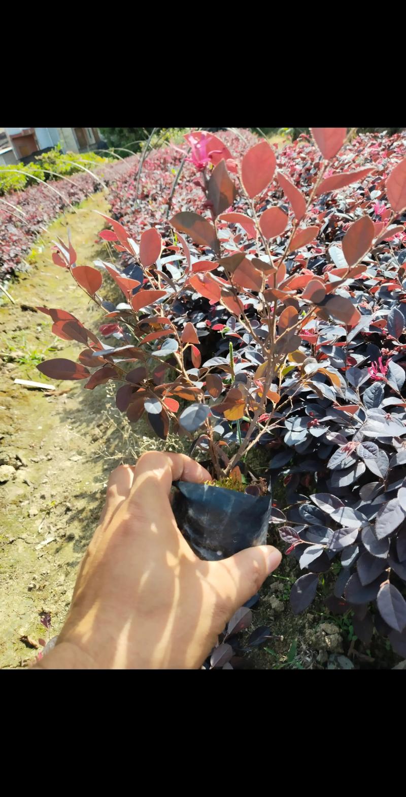 公路两旁栽什么树苗好?选对树种,绿化与安全双赢 三、兼顾四季景观,提升视觉体验