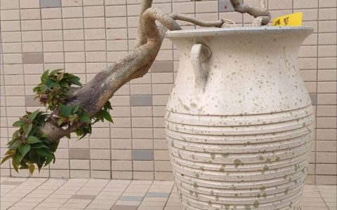 三角梅生桩怎么种？从修剪到缓苗的实操种植技术指南