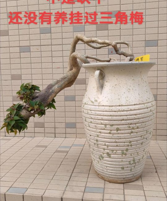 三角梅生桩怎么种？从修剪到缓苗的实操种植技术指南