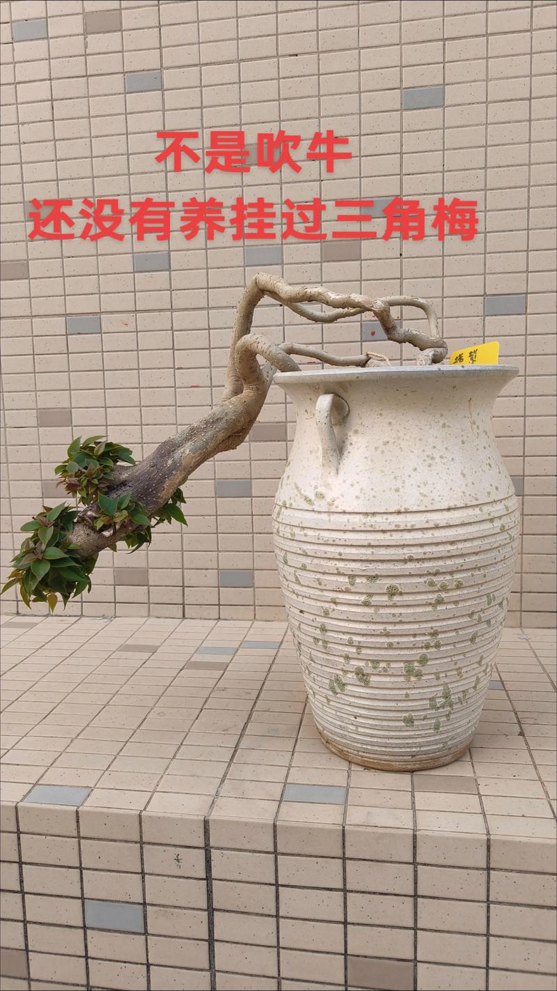 三角梅生桩怎么种?从修剪到缓苗的实操种植技术指南 三角梅生桩怎么种?从修剪到缓苗的实操种植技术指南