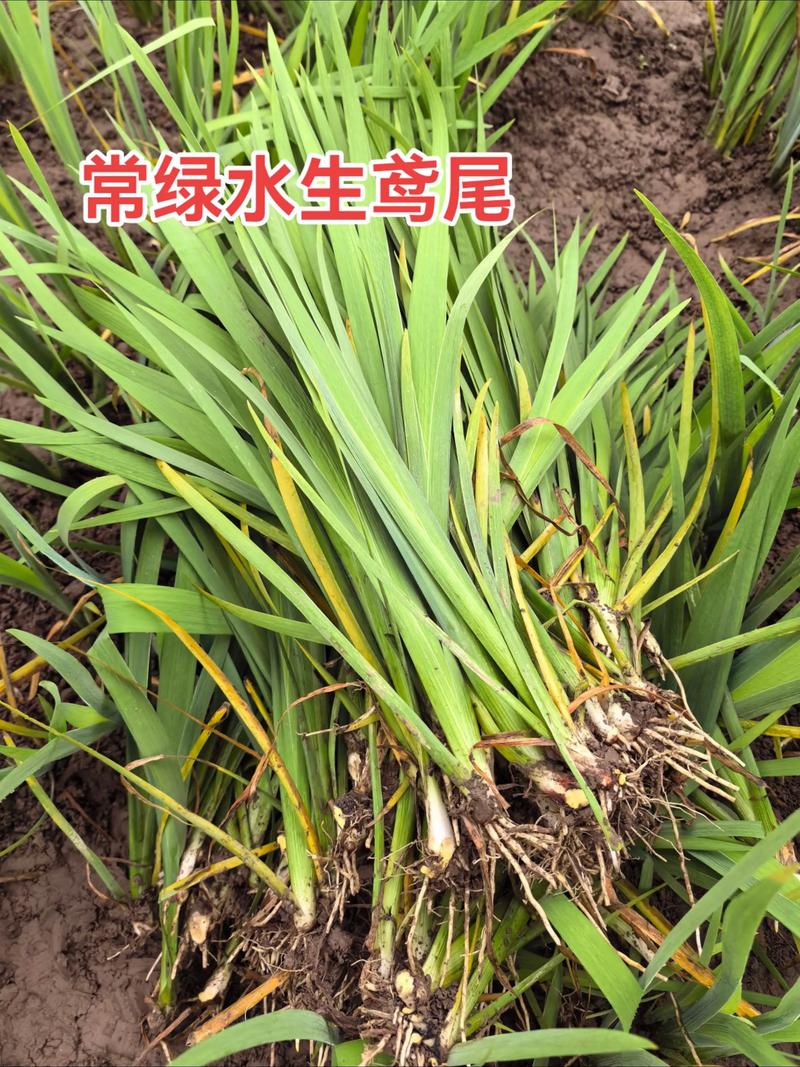 水生鸢尾是水生植物吗?从生态特性到栽培全解析 水深与基质选择
