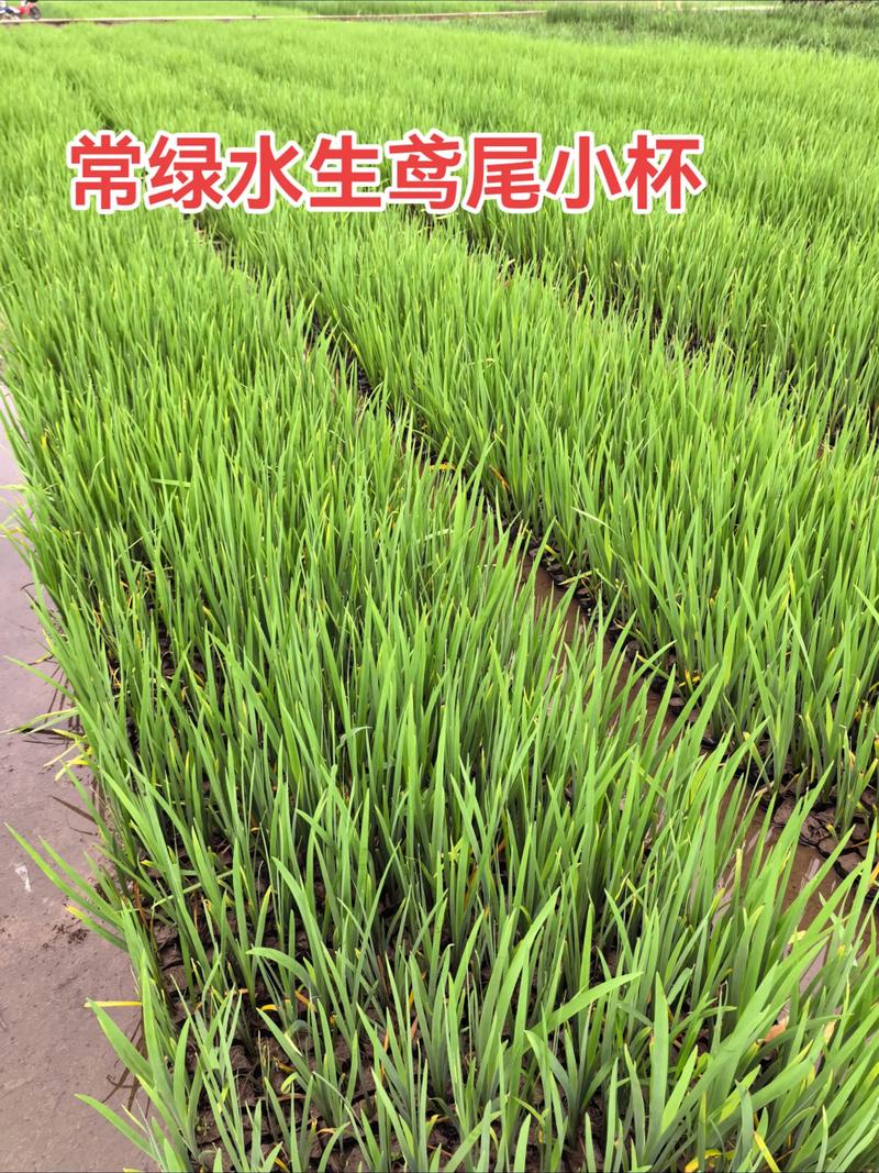 水生鸢尾是水生植物吗?从生态特性到栽培全解析 种植步骤与密度