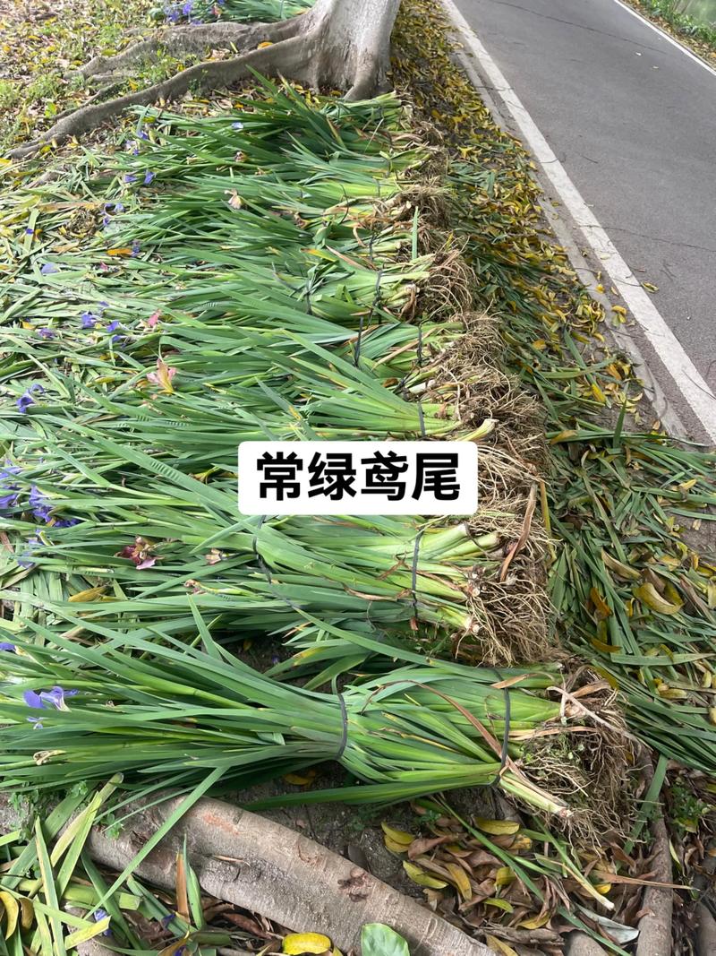 水生鸢尾是水生植物吗?从生态特性到栽培全解析 养护中容易出错的地方
