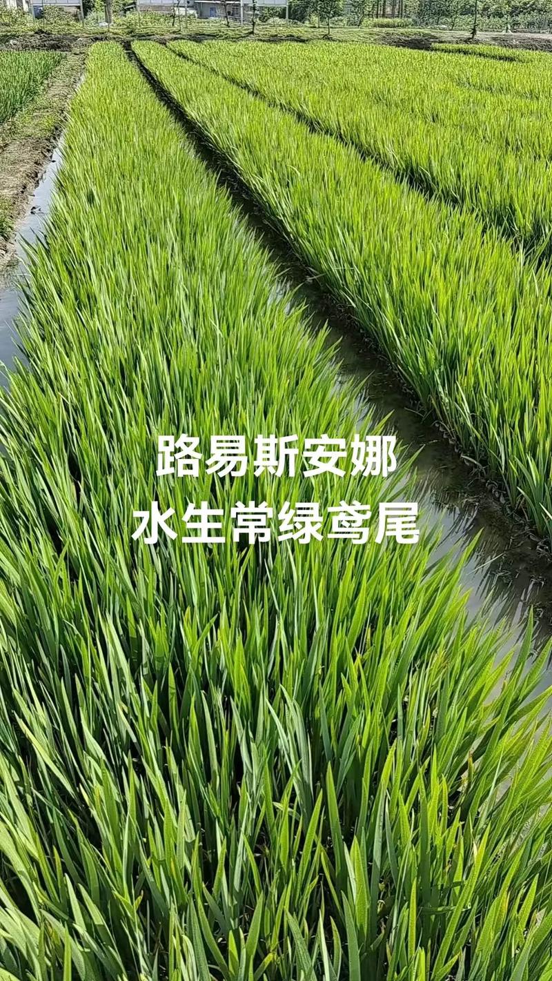 水生鸢尾是水生植物吗?从生态特性到栽培全解析 越冬管理要点