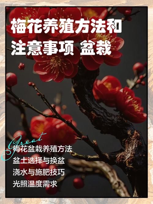 梅花肉是哪个部分?园艺视角下的梅花种植全攻略 四、水肥管理:少即是多,精打细算