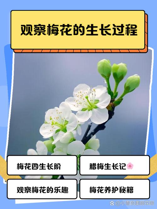梅花肉是哪个部分?园艺视角下的梅花种植全攻略 七、花期调控:让梅花为你“定制”开放