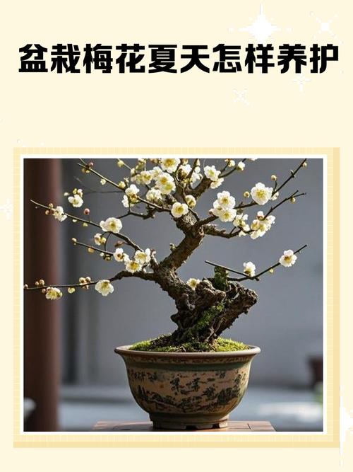 梅花肉是哪个部分?园艺视角下的梅花种植全攻略 六、病虫害防治:防患于未然