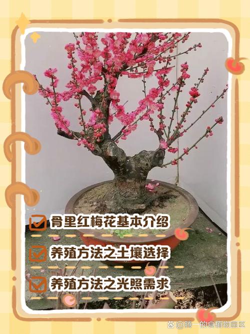 梅花肉是哪个部分?园艺视角下的梅花种植全攻略 五、修剪整形:七分靠养,三分靠剪