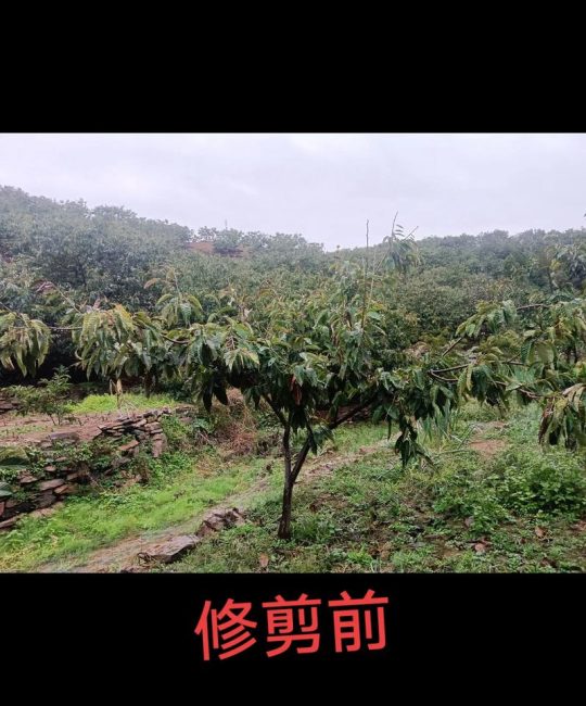 板栗树什么时候剪枝？掌握休眠期与生长期两次关键修剪，产量提升30%以上