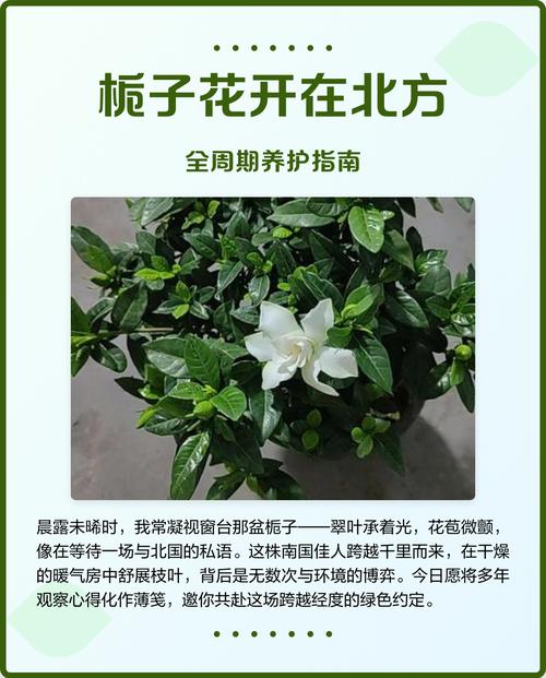 北方可以养栀子花吗?详细指南与南北差异化养护方案 北方与南方种植的差异化建议