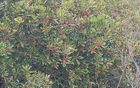 苏北种杨梅：能不能种？怎么种？一份可落地的种植技术指南