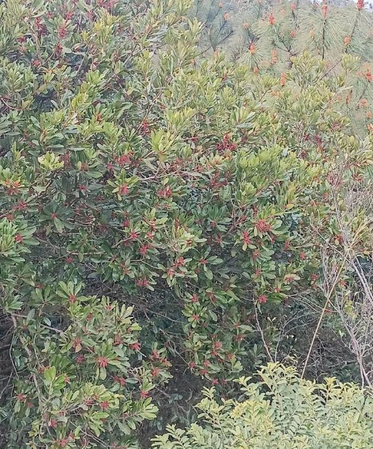 苏北种杨梅：能不能种？怎么种？一份可落地的种植技术指南