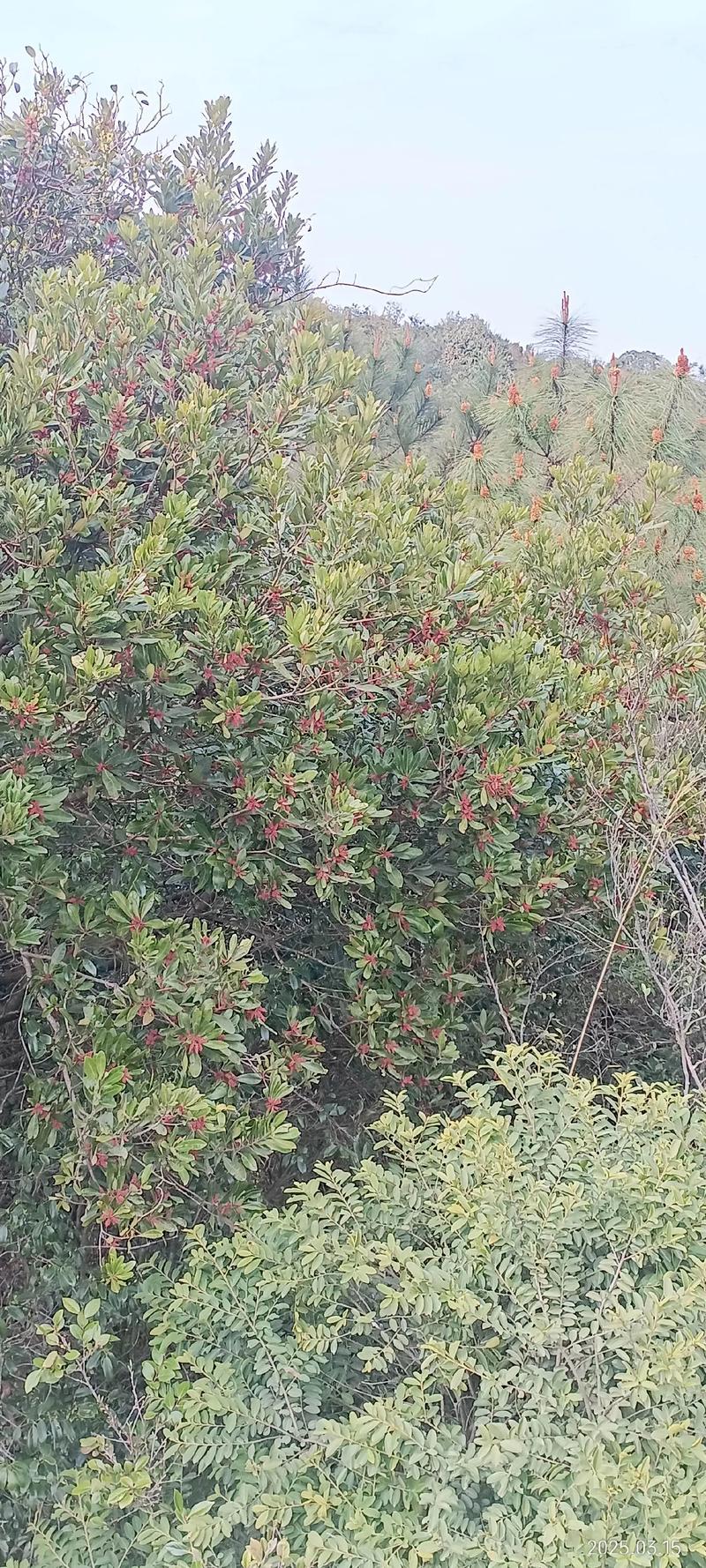 苏北种杨梅:能不能种?怎么种?一份可落地的种植技术指南 苏北种杨梅:能不能种?怎么种?一份可落地的种植技术指南