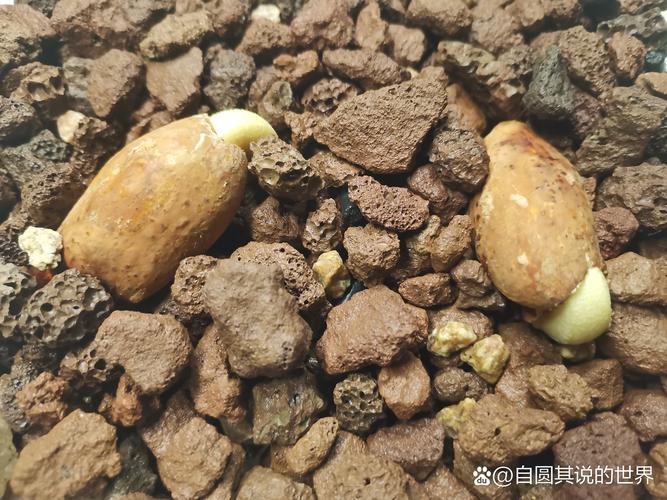 在北方榴莲的种子能种出来吗？气候限制与可操作性分析