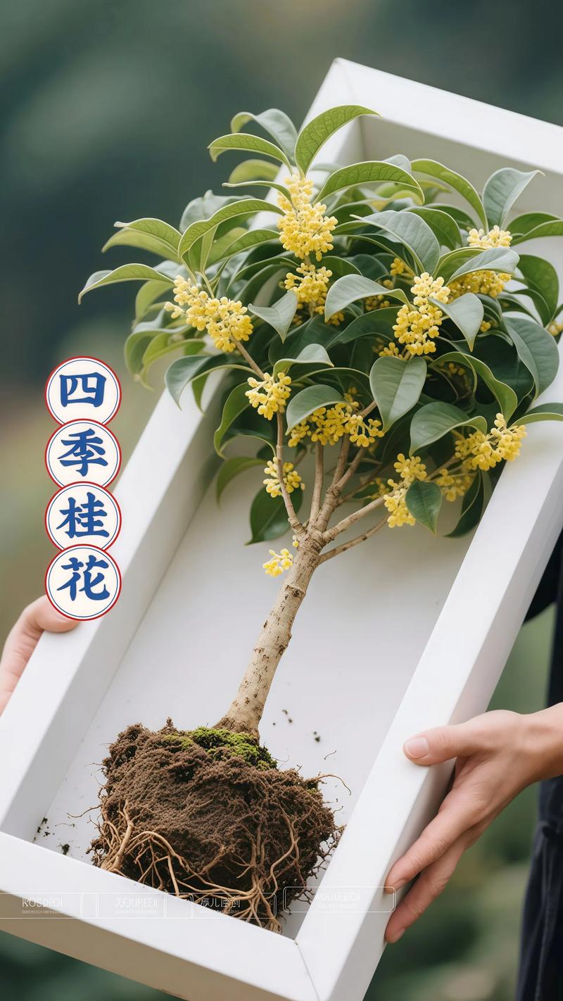 桂花树小苗多少钱一棵?2026年最新价格参考区间与影响因素全解析 采购数量决定折扣力度