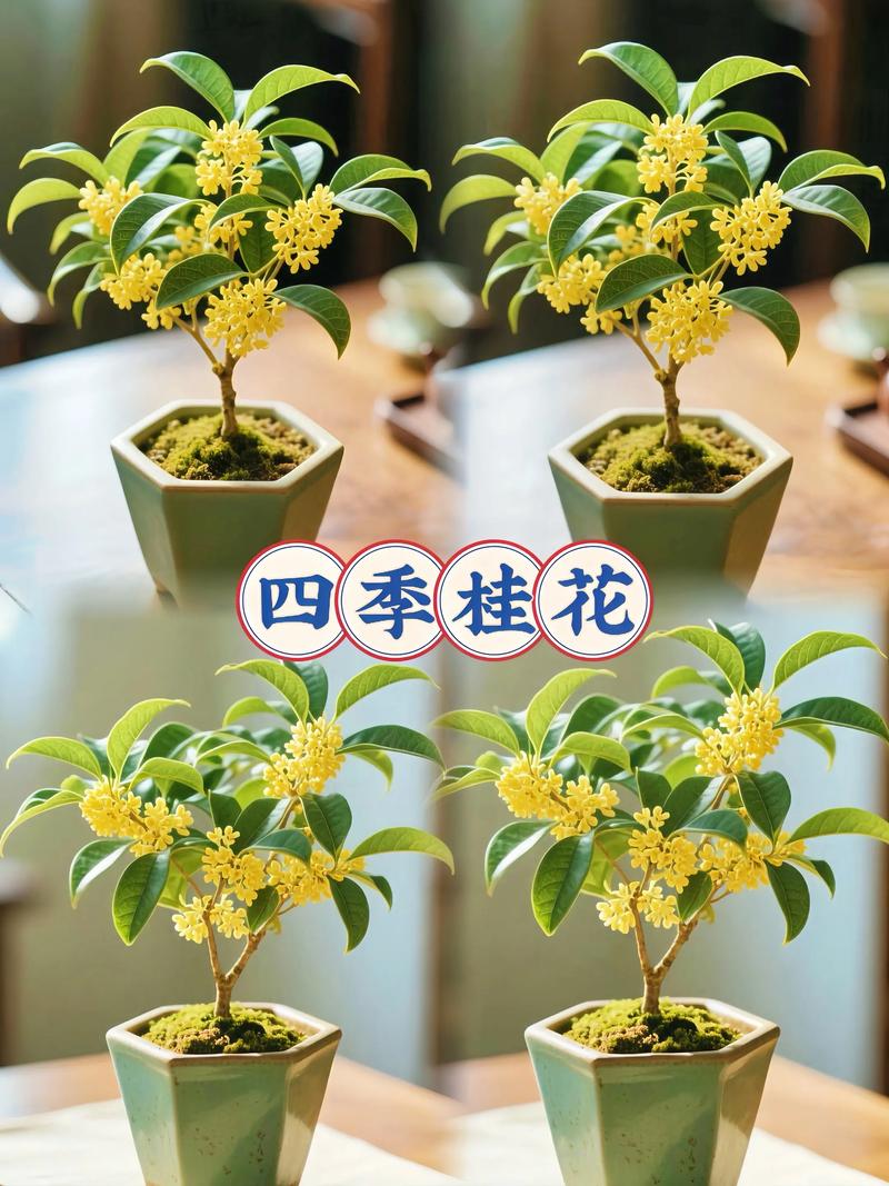 桂花树小苗多少钱一棵?2026年最新价格参考区间与影响因素全解析 如何根据您的需求获取精准报价?