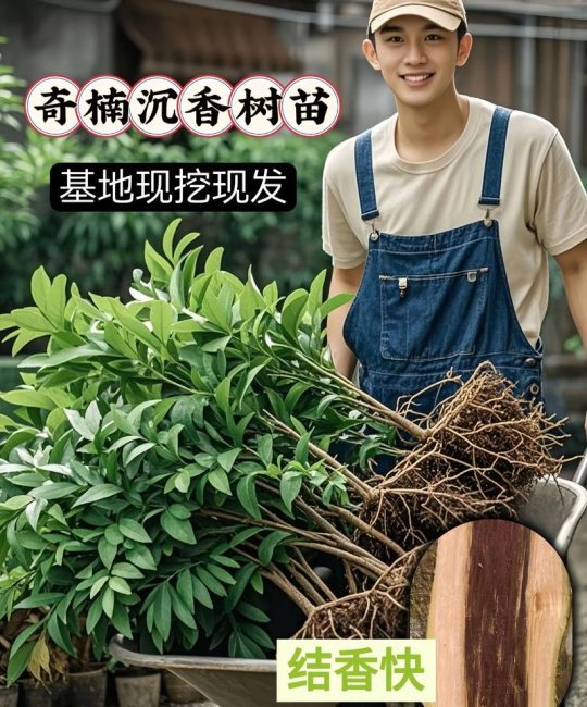 奇楠沉香种植技术指南：从选时到成活的全流程操作