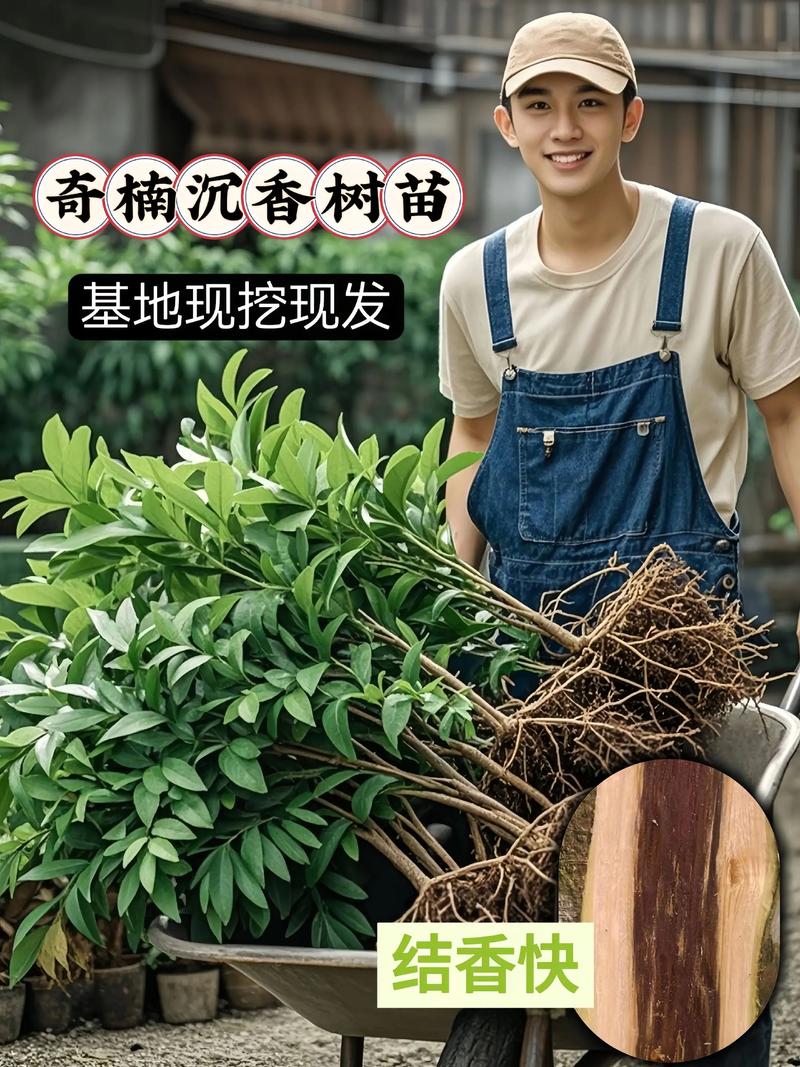 奇楠沉香种植技术指南:从选时到成活的全流程操作 一、适宜时间