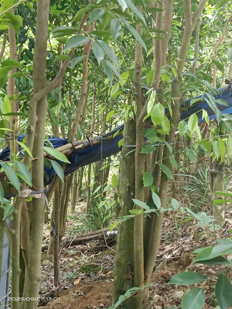 奇楠沉香种植技术指南:从选时到成活的全流程操作 四、栽植深度