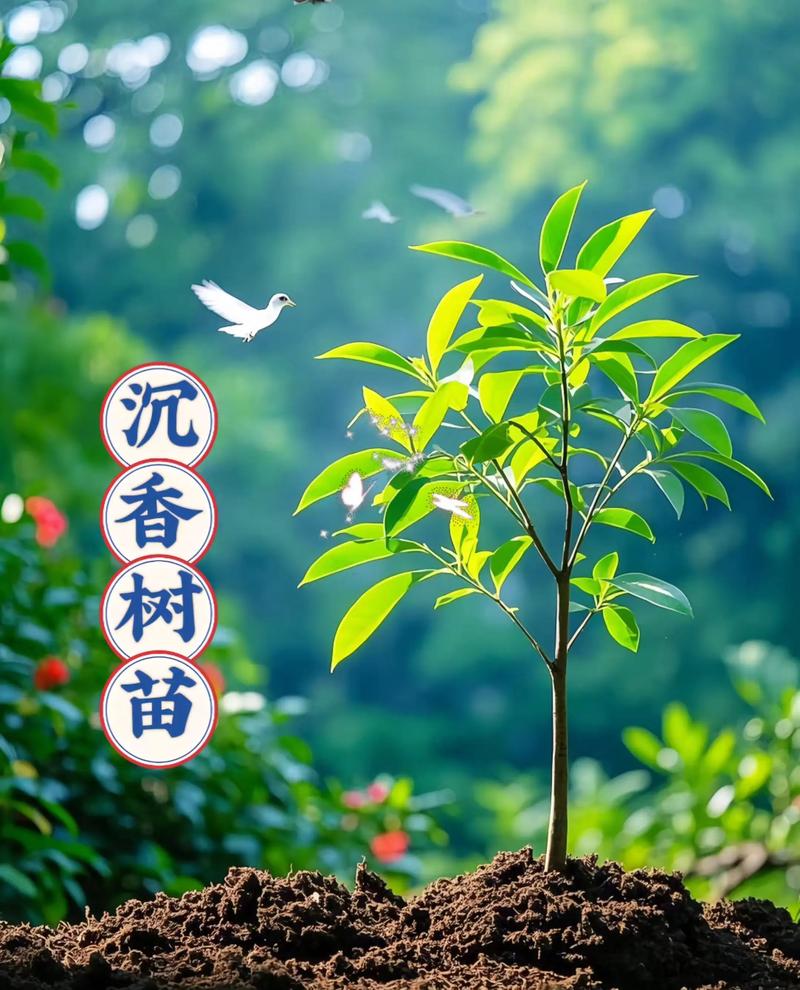 奇楠沉香种植技术指南:从选时到成活的全流程操作 五、浇定根水