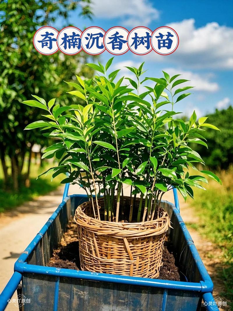 奇楠沉香种植技术指南:从选时到成活的全流程操作 七、成活注意事项