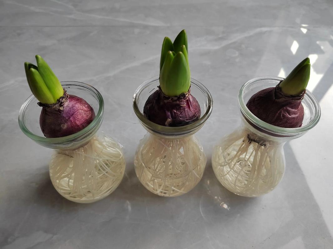 风信子种球怎么处理?从储藏到种植的完整技术指南 栽植深度与密度计算