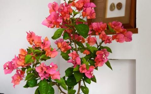 三角梅波妹是勤花吗？波妹三角梅品种特性与养护全攻略