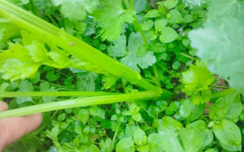 芹菜会开花吗？芹菜抽薹、开花、结果的时间与管理
