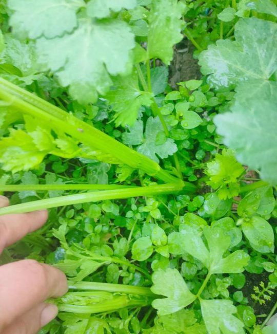 芹菜会开花吗？芹菜抽薹、开花、结果的时间与管理