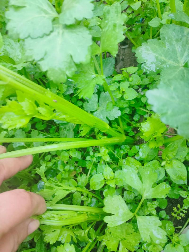 芹菜会开花吗?芹菜抽薹、开花、结果的时间与管理 芹菜的花期、结果期与观赏期