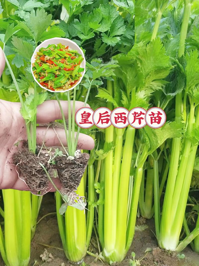 芹菜会开花吗?芹菜抽薹、开花、结果的时间与管理 影响芹菜开花的关键因素