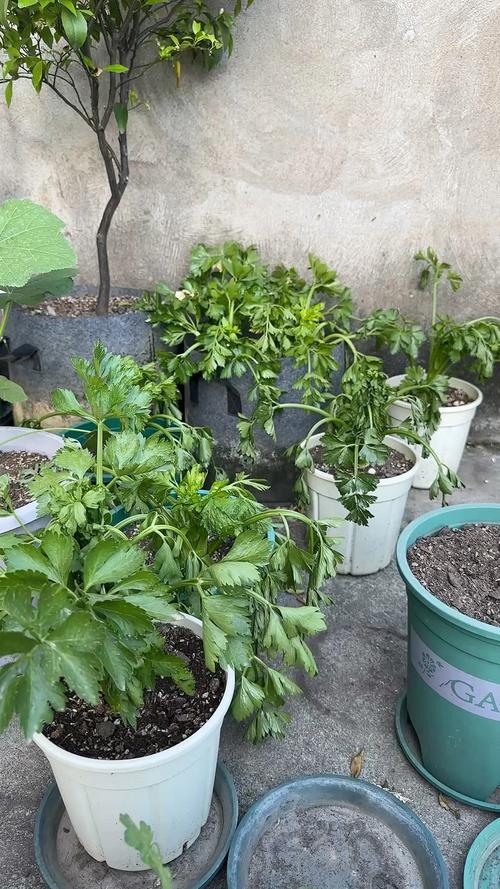 芹菜会开花吗?芹菜抽薹、开花、结果的时间与管理 如何延迟芹菜开花,延长采收期