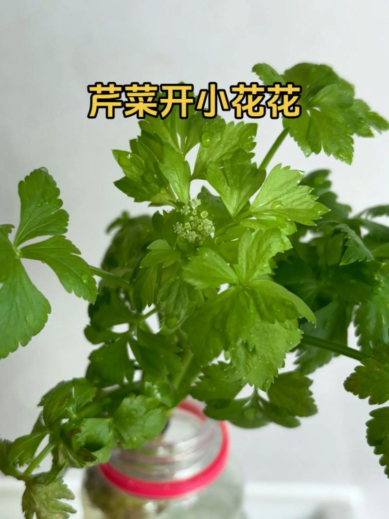 芹菜会开花吗?芹菜抽薹、开花、结果的时间与管理 芹菜不开花、不开薹的常见原因与处理
