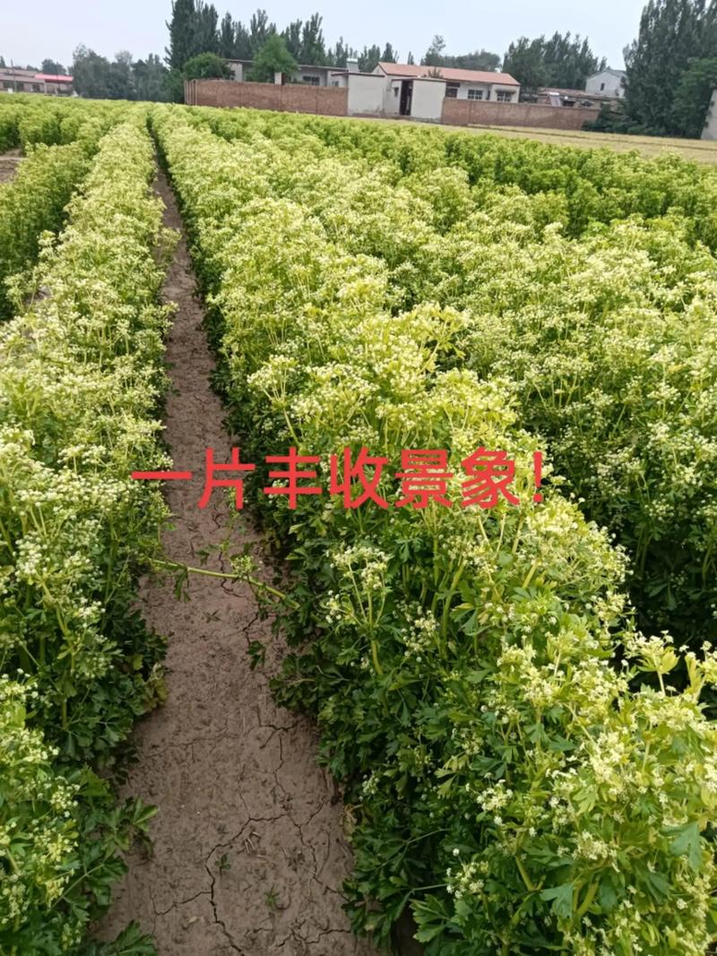 芹菜会开花吗?芹菜抽薹、开花、结果的时间与管理 FAQ