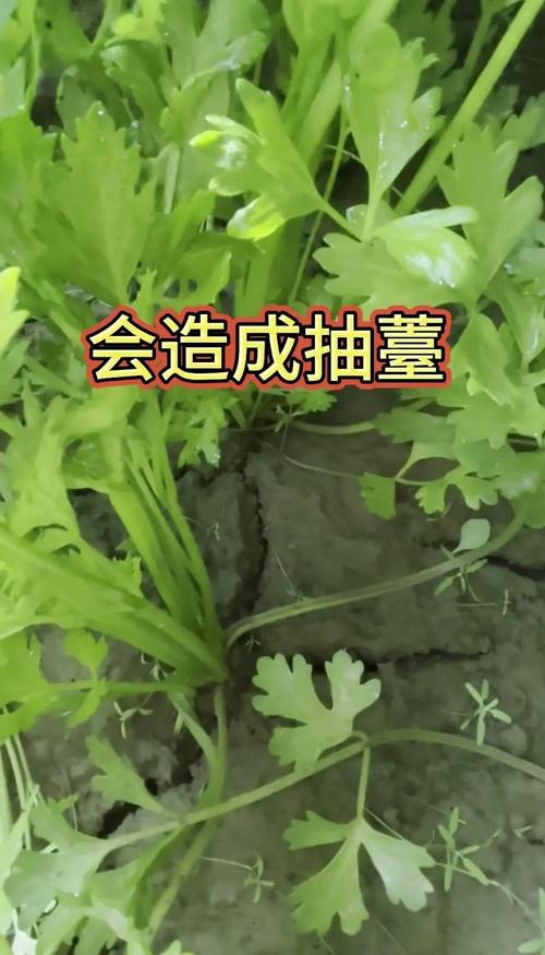 芹菜会开花吗?芹菜抽薹、开花、结果的时间与管理 总结