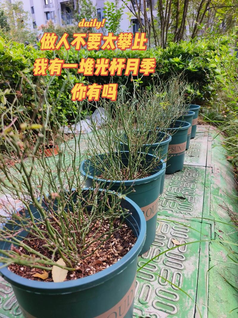 月季花光杆还能活吗?3步判断+挽救指南,新手必看 光照与水肥精准方案(光杆恢复期)