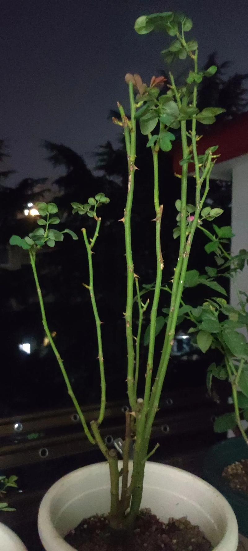 月季花光杆还能活吗?3步判断+挽救指南,新手必看 修剪促花系统指导(针对光杆植株)