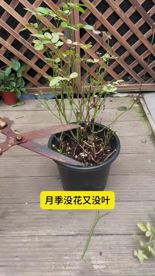 月季花光杆还能活吗?3步判断+挽救指南,新手必看 越冬与越夏管理(光杆恢复后)