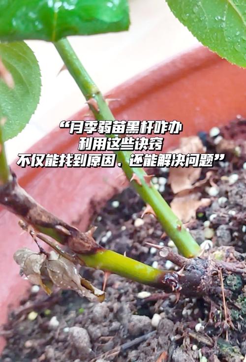 月季花光杆还能活吗?3步判断+挽救指南,新手必看 常见误区与纠正