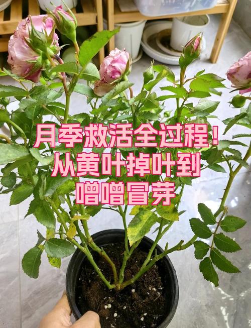 月季花光杆还能活吗?3步判断+挽救指南,新手必看 总结
