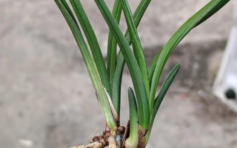 野生蕙兰花怎么养？家庭驯化养护指南